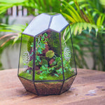 Terrarium Fermé Géométrique Porte – Insectes Cactus Verre - VIVARIUM PRO