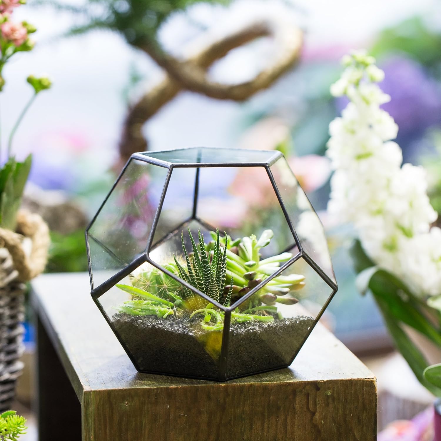 Terrarium Dodécaèdre Géométrique Noir – Plaques Pentagonales Verre - VIVARIUM PRO