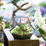 Terrarium Dodécaèdre Géométrique Noir – Plaques Pentagonales Verre - VIVARIUM PRO