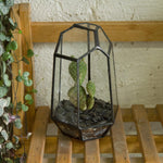 Terrarium Géométrique Prisme – Verre Cuivre Table Plantes - VIVARIUM PRO
