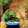 Terrarium Plante en Verre avec Couvercle Hermétique