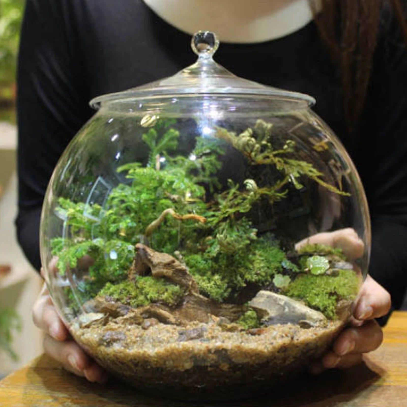 Terrarium Plante en Verre avec Couvercle Hermétique