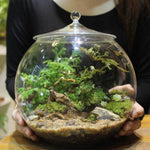 Terrarium Plante en Verre avec Couvercle Hermétique