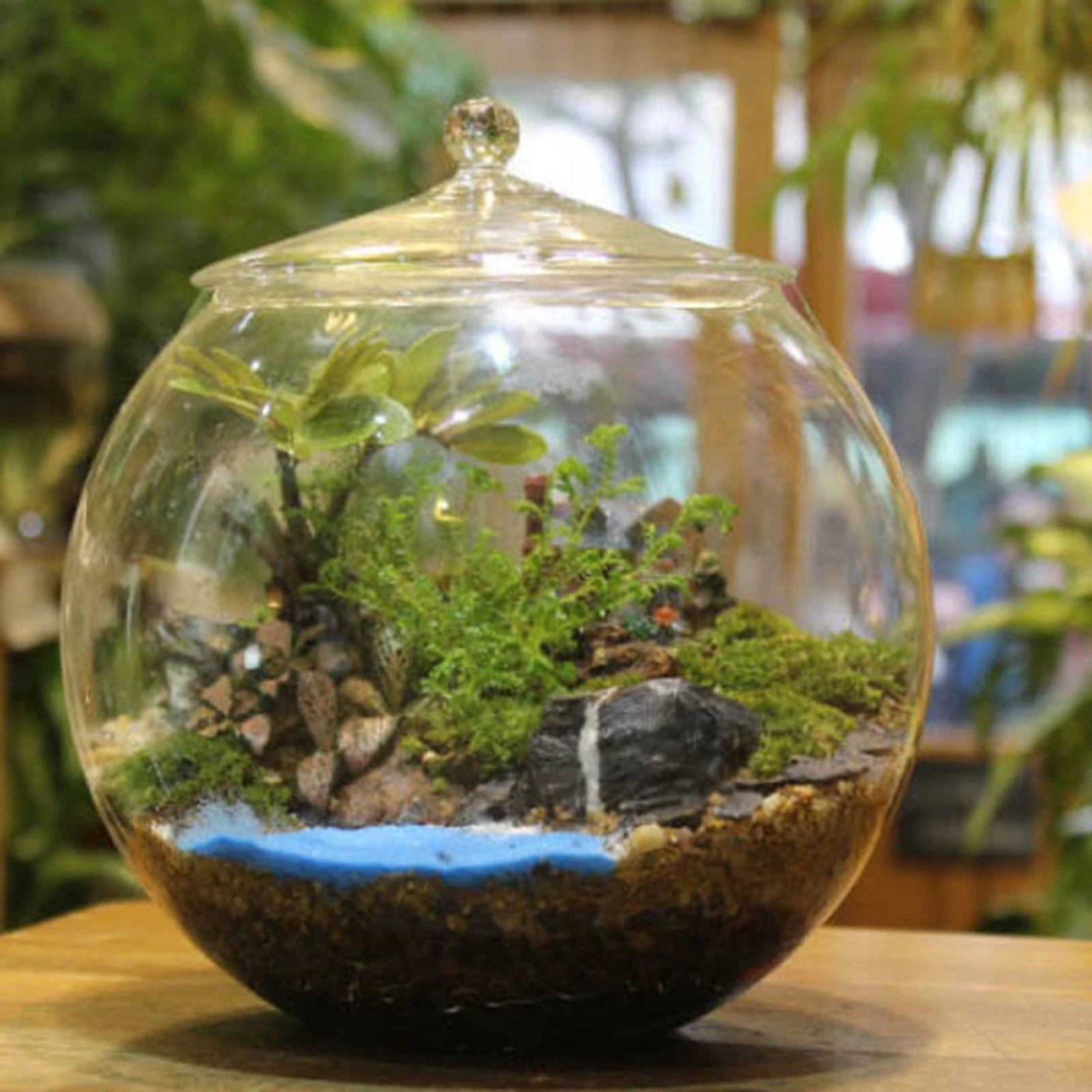 Terrarium Plante en Verre avec Couvercle Hermétique