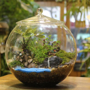 Terrarium Plante en Verre avec Couvercle Hermétique