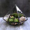 Terrarium Plante Géométrique Diamant Verre Cadre Noir