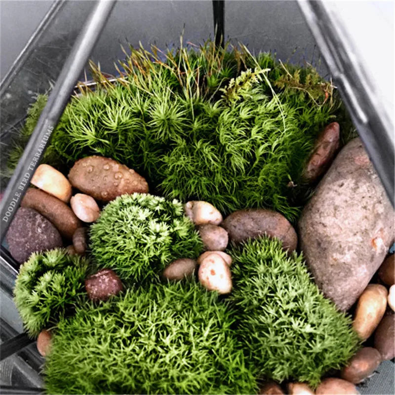 Terrarium Plante Géométrique Diamant Verre Cadre Noir