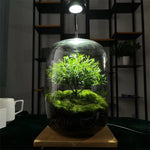 Terrarium Plante Verre Borosilicate Fait Main Hydroponique