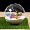 Terrarium Plante - Boules de Verre Borosilicate Transparent