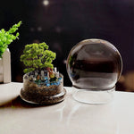 Terrarium Plante Sphérique Divisible Verre Borosilicate - VIVARIUM PRO