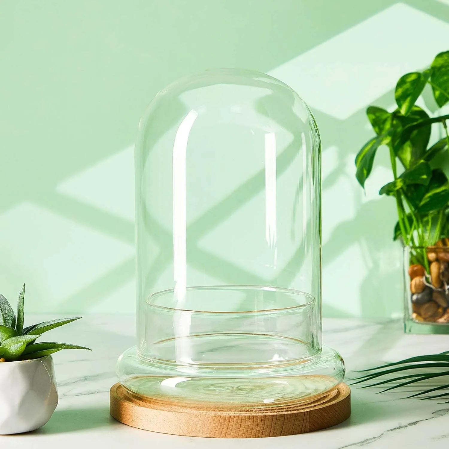 Terrarium Plante Cloche en Verre avec  Base