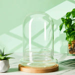 Terrarium Plante Cloche en Verre avec  Base