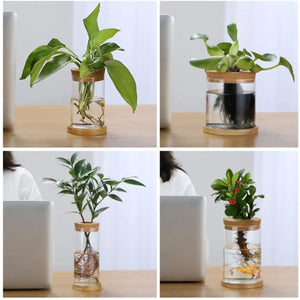 Pot de Fleurs Pour Terrariums