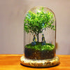 Terrarium Plante Dôme en Verre Borosilicate Fait Main