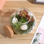 Terrarium Plante DIY en Verre avec Bouchon Liège