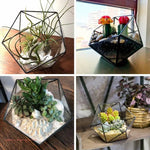 Terrarium Plante Cube Verre avec Structure Métal Élégante