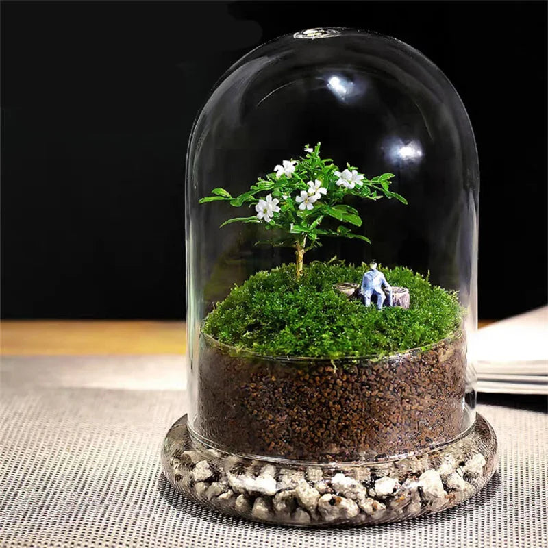 Terrarium Plante Dôme en Verre Borosilicate Fait Main