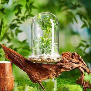 Terrarium Plante Cloche en Verre avec  Base