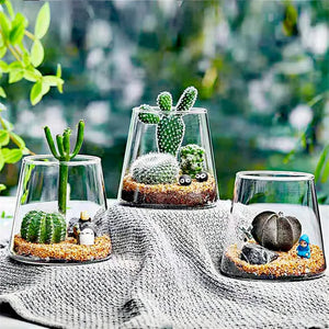 Terrarium Plante en Verre Borosilicate