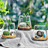 Terrarium Plante en Verre Borosilicate