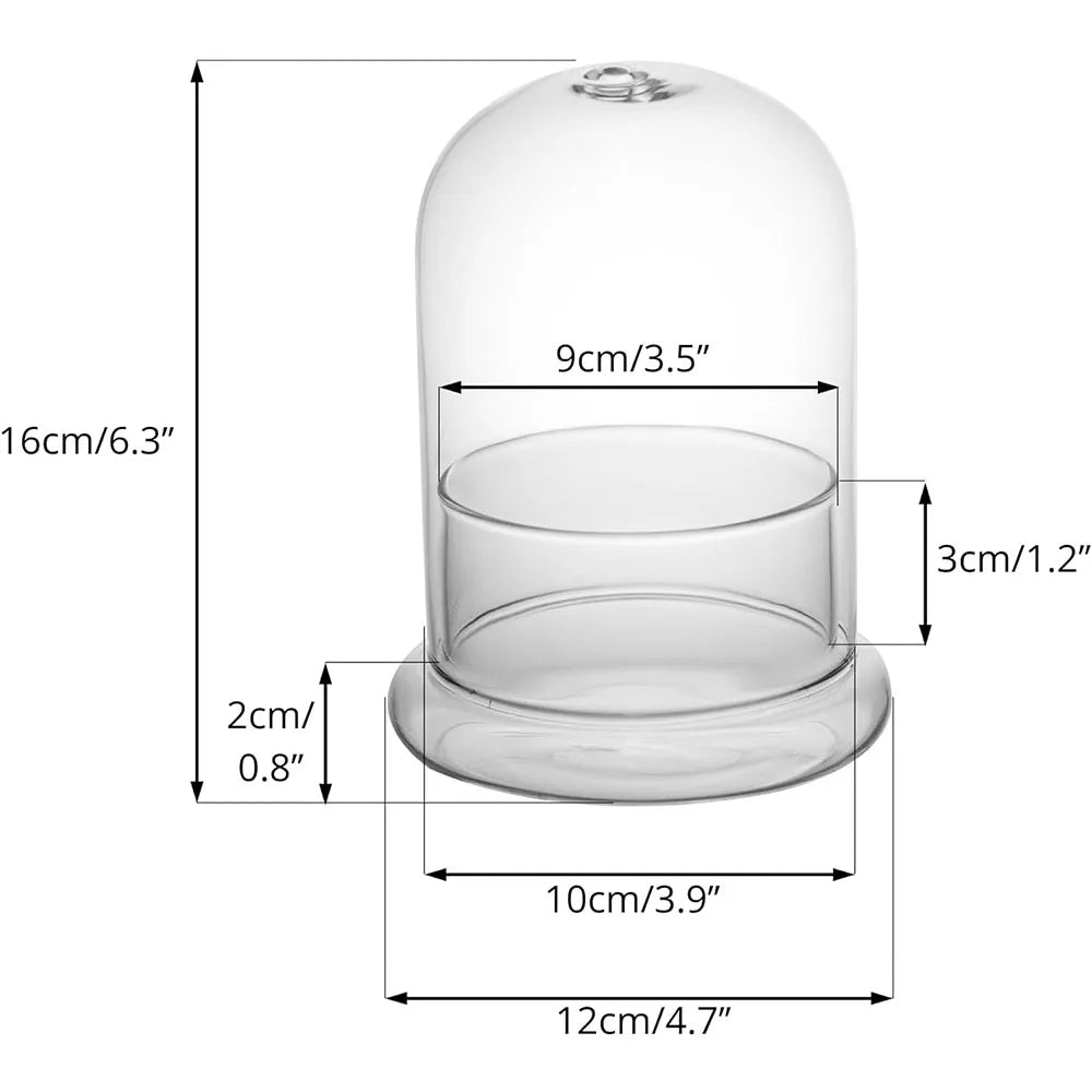 Terrarium Plante Cloche en Verre avec  Base