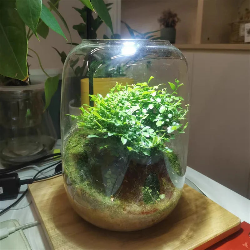 Terrarium Plante Verre Borosilicate Fait Main Hydroponique