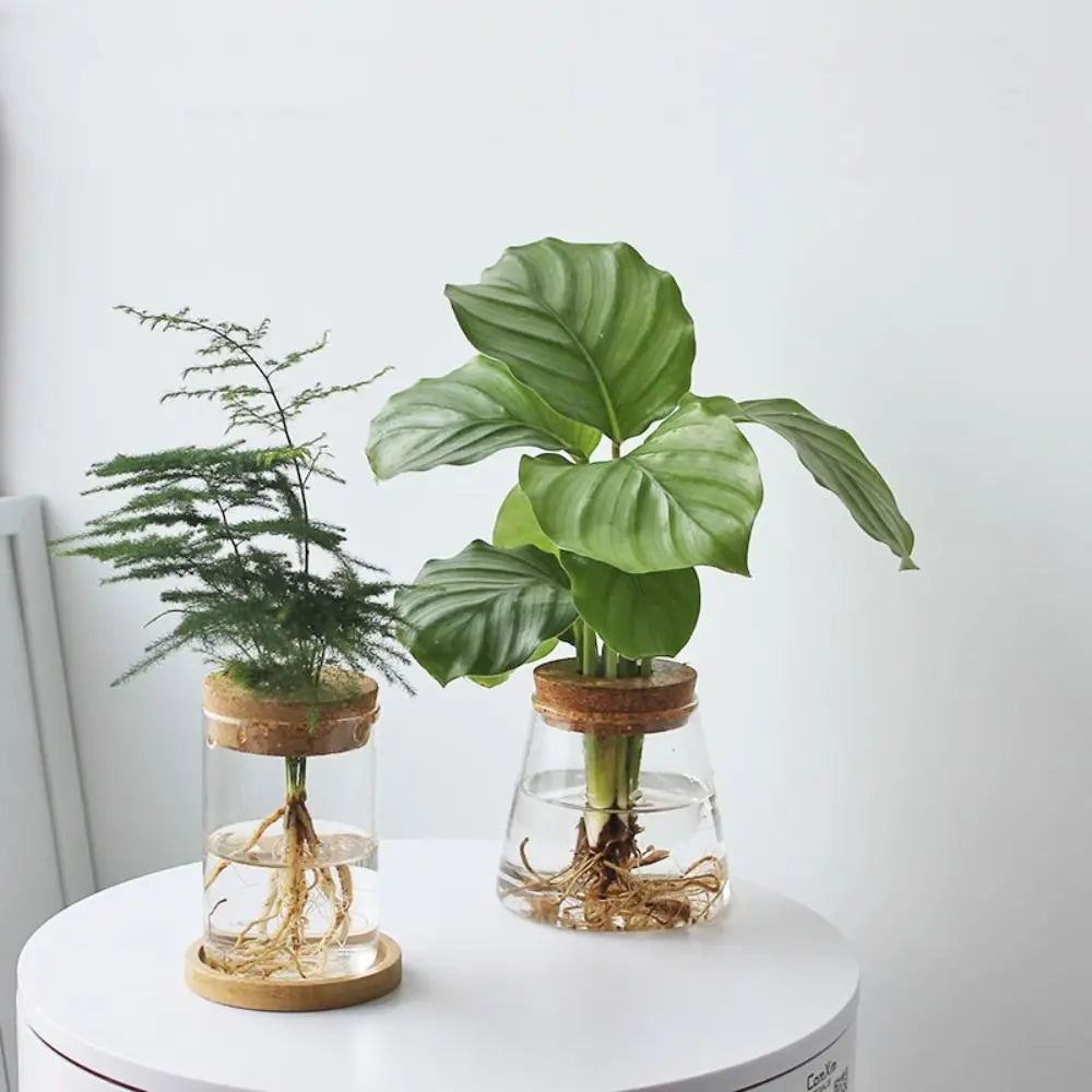 Pot de Fleurs Pour Terrariums