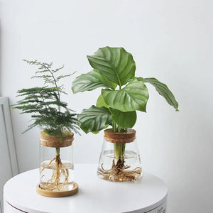 Pot de Fleurs Pour Terrariums