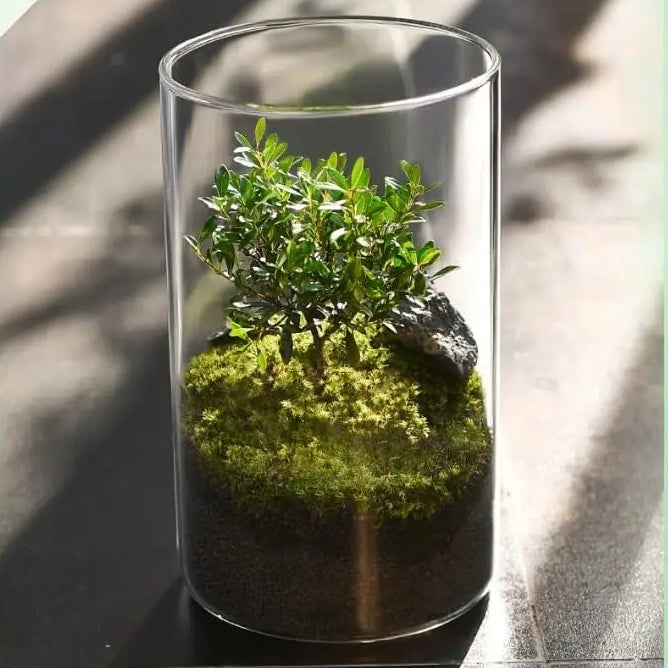 Terrarium Plante avec Éclairage LED et Régulation Humidité
