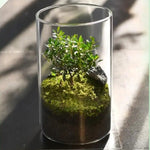 Terrarium Plante avec Éclairage LED et Régulation Humidité
