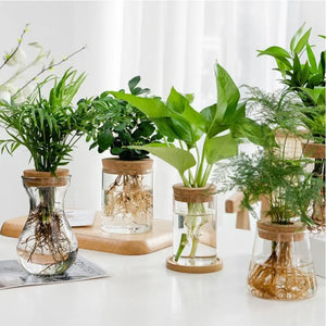 Pot de Fleurs Pour Terrariums