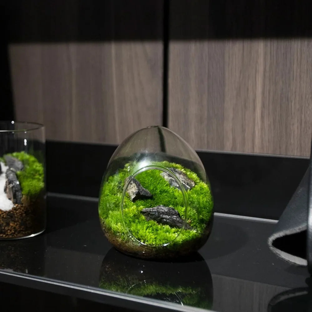 Terrarium Plante Verre Borosilicate Transparent - VIVARIUM PRO