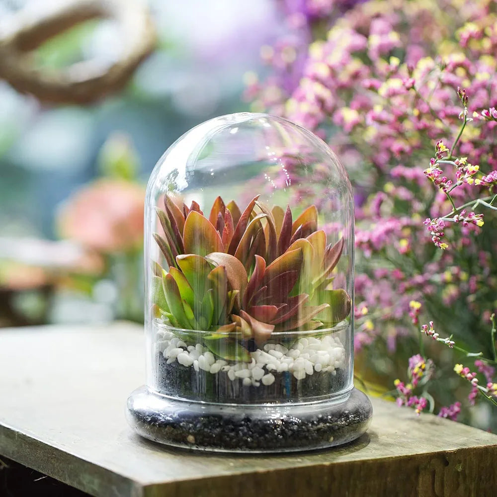 Terrarium Plante Cloche Verre Borosilicate avec Base Ventilée
