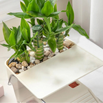 Terrarium Tortue avec Zone de Lézardage