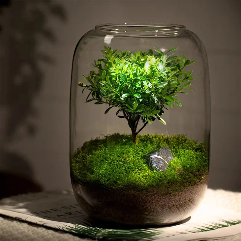 Terrarium Plante Verre Borosilicate Fait Main Hydroponique