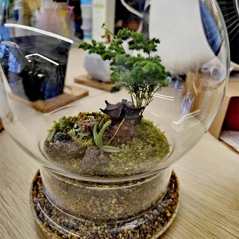 Terrarium Plante Sphérique Divisible Verre Borosilicate - VIVARIUM PRO