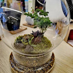 Terrarium Plante Sphérique Divisible Verre Borosilicate - VIVARIUM PRO