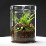 Terrarium Plante en Verre avec Couvercle Anti-Condensation