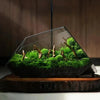 Terrarium Plante Microscopique Verre Métal Design Moderne - VIVARIUM PRO