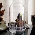 Terrarium Plante Dôme Verre Borosilicate Artisanal Européen