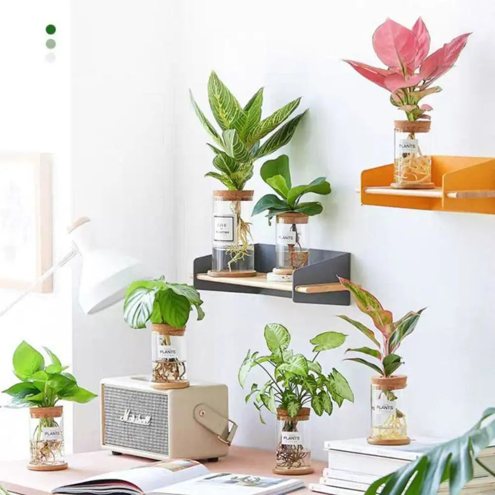 Pot de Fleurs Pour Terrariums