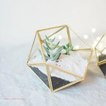 Terrarium Plante Cube Verre avec Structure Métal Élégante