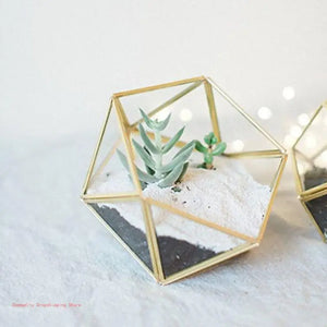 Terrarium Plante Cube Verre avec Structure Métal Élégante