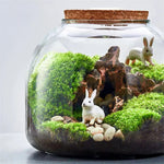 Terrarium Plante en Vase Borosilicate