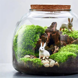 Terrarium Plante en Vase Borosilicate