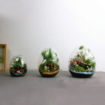 Terrarium Plante Verre Borosilicate Transparent - VIVARIUM PRO