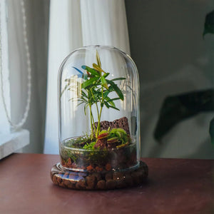 Terrarium Plante Cloche Verre Borosilicate avec Base Ventilée