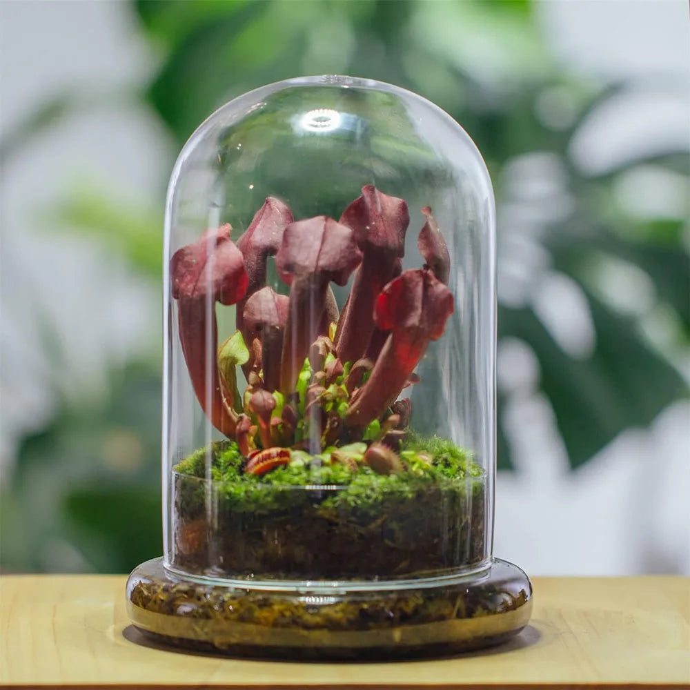 Terrarium Plante Cloche Verre Borosilicate avec Base Ventilée