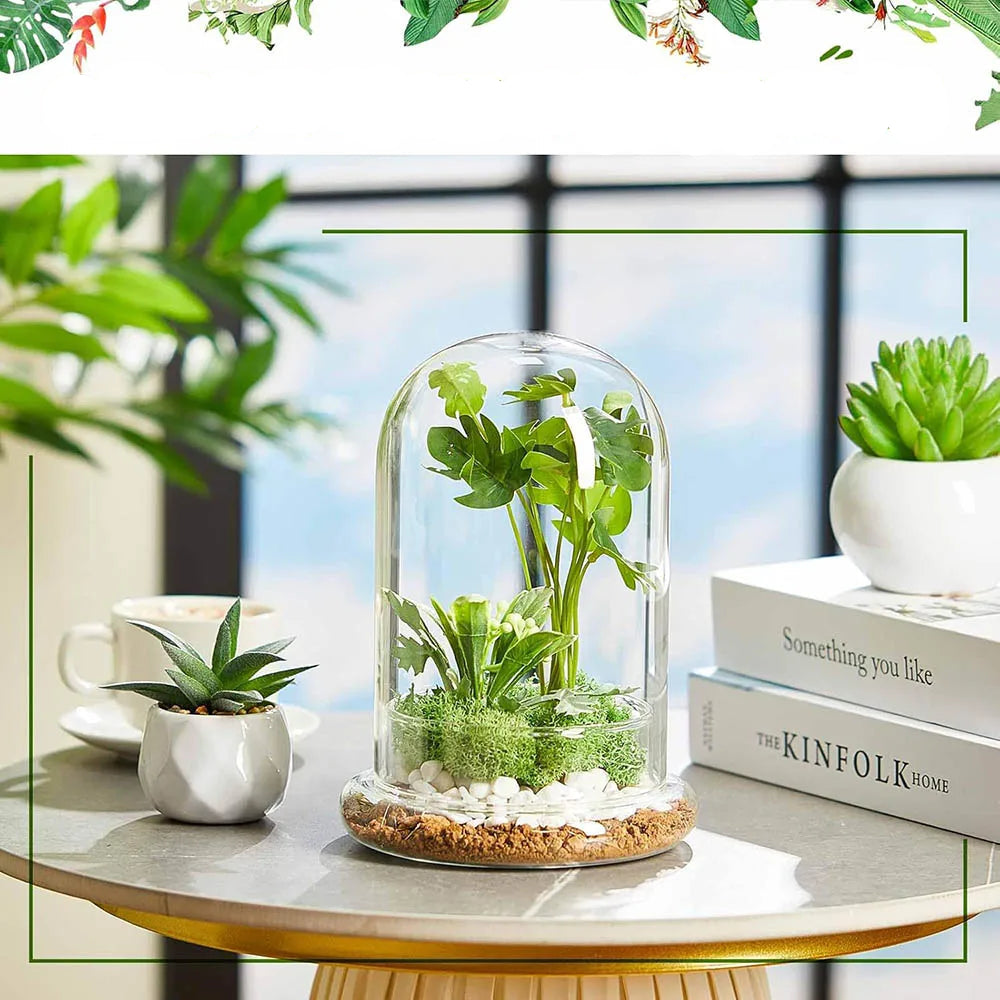 Terrarium Plante Cloche en Verre avec  Base