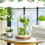 Terrarium Plante Cloche en Verre avec  Base